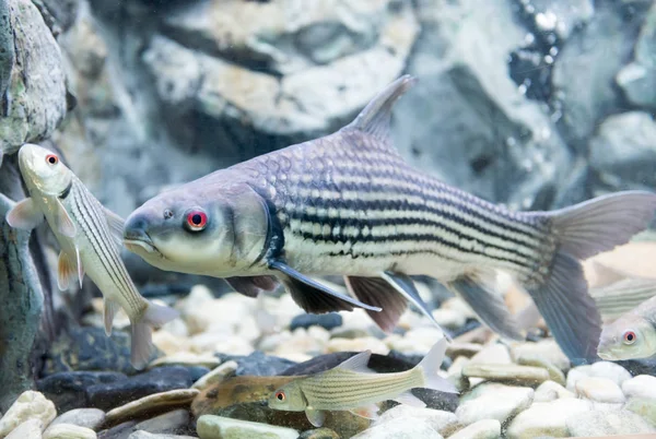 Seven-striped barb, Julian's golden carp, Probarbus jullieni is — Stock Photo, Image