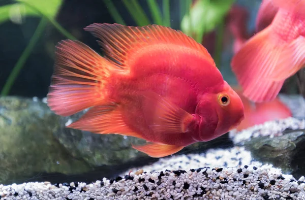 Red blood parrot fish in fresh water. — Stock Photo, Image