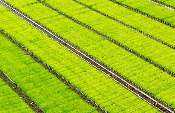 Yeşil pirinç lahanası roll desen plastik tepsi — Stok fotoğraf