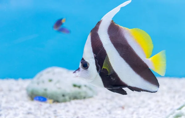 Beautiful butterfly fish on blue background — Stock Photo, Image