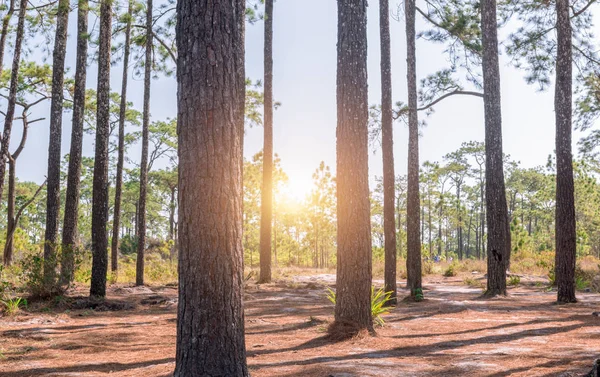 stem pine tree in pine forest with sunrise