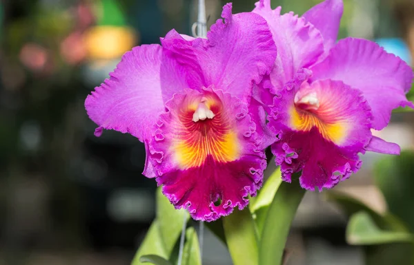 Ibrido rosa Cattleya orchidea fiore e natura sfondo — Foto Stock