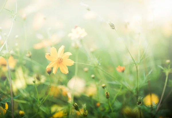 노란 코스모스 꽃밭, 꽃 배경 — 스톡 사진