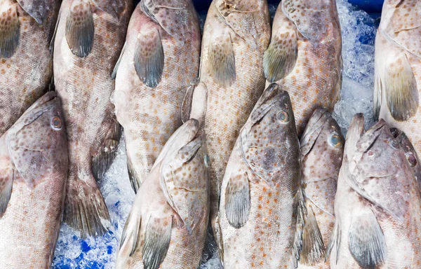 Seaperch gigante fresco no gelo para venda — Fotografia de Stock