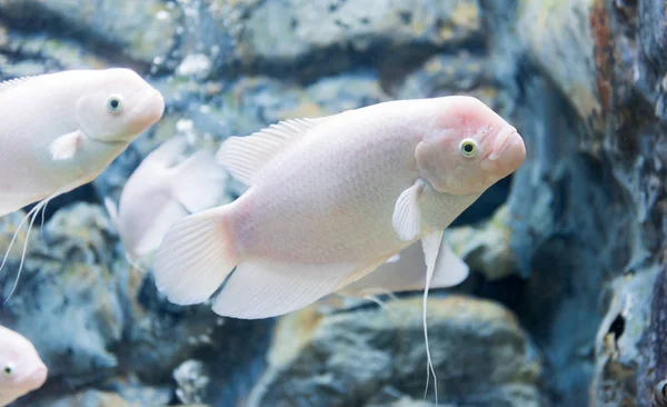 Giant gourami fish, fresh water — Stock Photo, Image