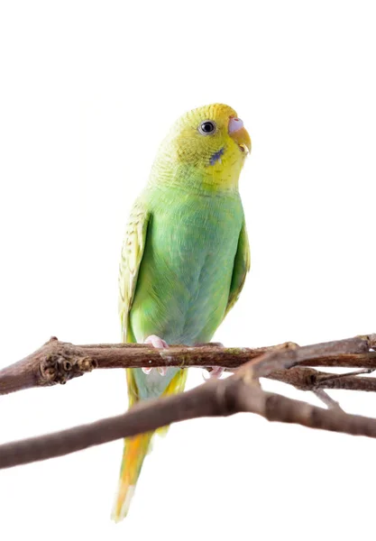 Gelber und grüner Wellensittich (melopsittacus undulatus)). — Stockfoto