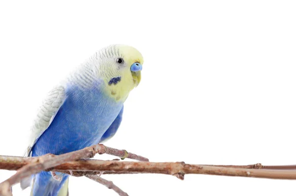 Синій Папуги хвилясті ізольовані на білому тлі — стокове фото