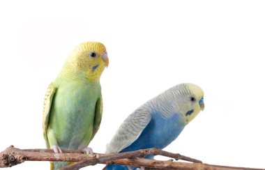 Sarı ve mavi muhabbet kuşu (Melopsittacus undulatus)