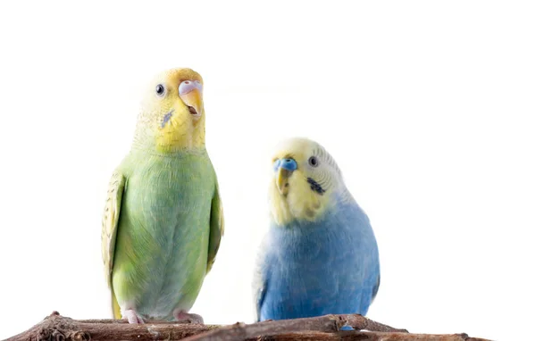 Budgerigar amarillo y azul (Melopsittacus undulatus ). —  Fotos de Stock