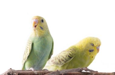 Sarı ve mavi muhabbet kuşu (Melopsittacus undulatus)
