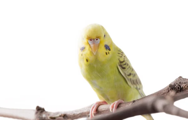 Жовтий птах Буджари (Melopsittacus undulatus ). — стокове фото