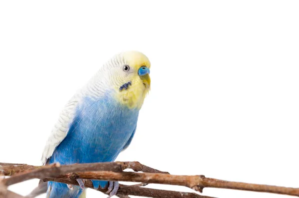 Синій Папуги хвилясті ізольовані на білому тлі — стокове фото