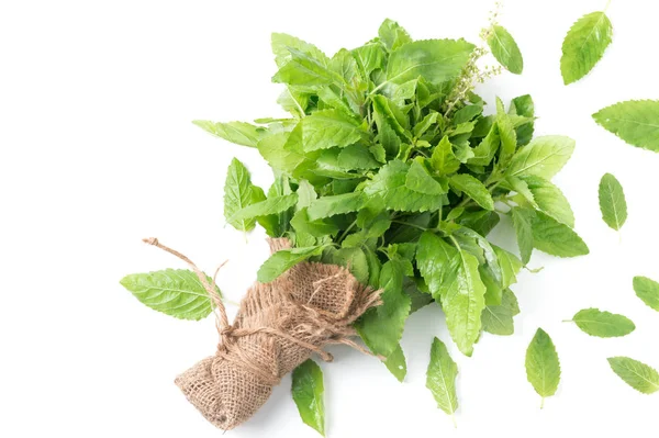 Hoja de albahaca santa fresca aislada sobre fondo blanco —  Fotos de Stock