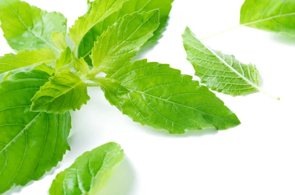 Hoja de albahaca santa fresca aislada sobre fondo blanco —  Fotos de Stock