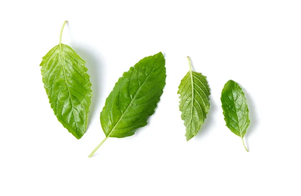 Hoja de albahaca santa fresca aislada sobre fondo blanco —  Fotos de Stock