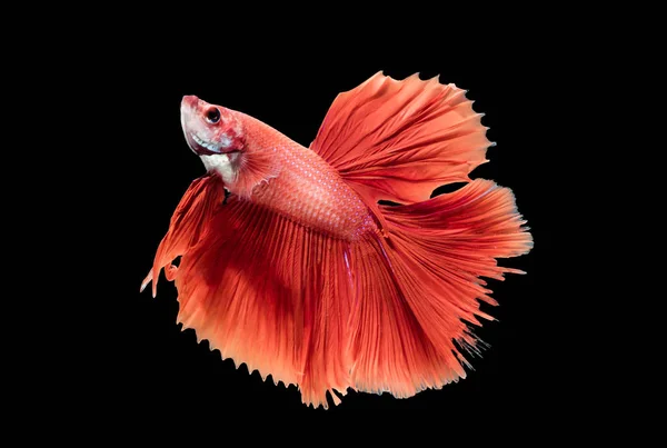 Red siamese fighting fish, betta splendens — Stock Photo, Image