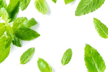 Kutsal fesleğen, izole Ocimum sanctum yaprak 