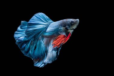 Mavi Siyam mücadele balık, betta splendens izole 