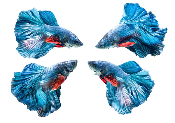 Голубая сиамская боевая рыба, бетта великолепна — стоковое фото