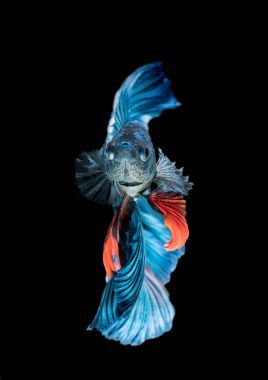 Mavi Siyam mücadele balık, betta splendens izole