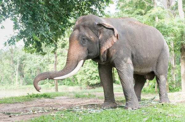 Großer thailändischer Elefant im Wald, Reservetier — Stockfoto