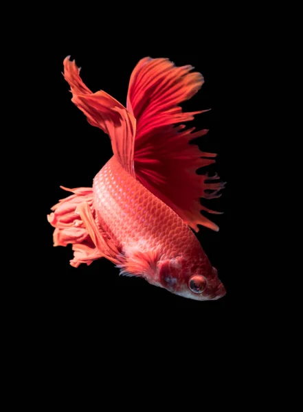 Red siamese fighting fish, betta splendens isolated — Stock Photo, Image