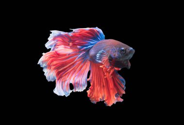 siyah arka plan üzerine izole güzel Siyam Balığı,