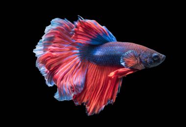 siyah arka plan üzerine izole güzel Siyam Balığı,
