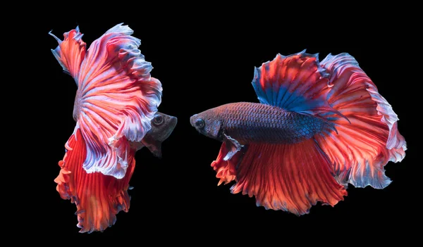 Betta splendens, piękne ryby walki na liczby na czarnym tle — Zdjęcie stockowe
