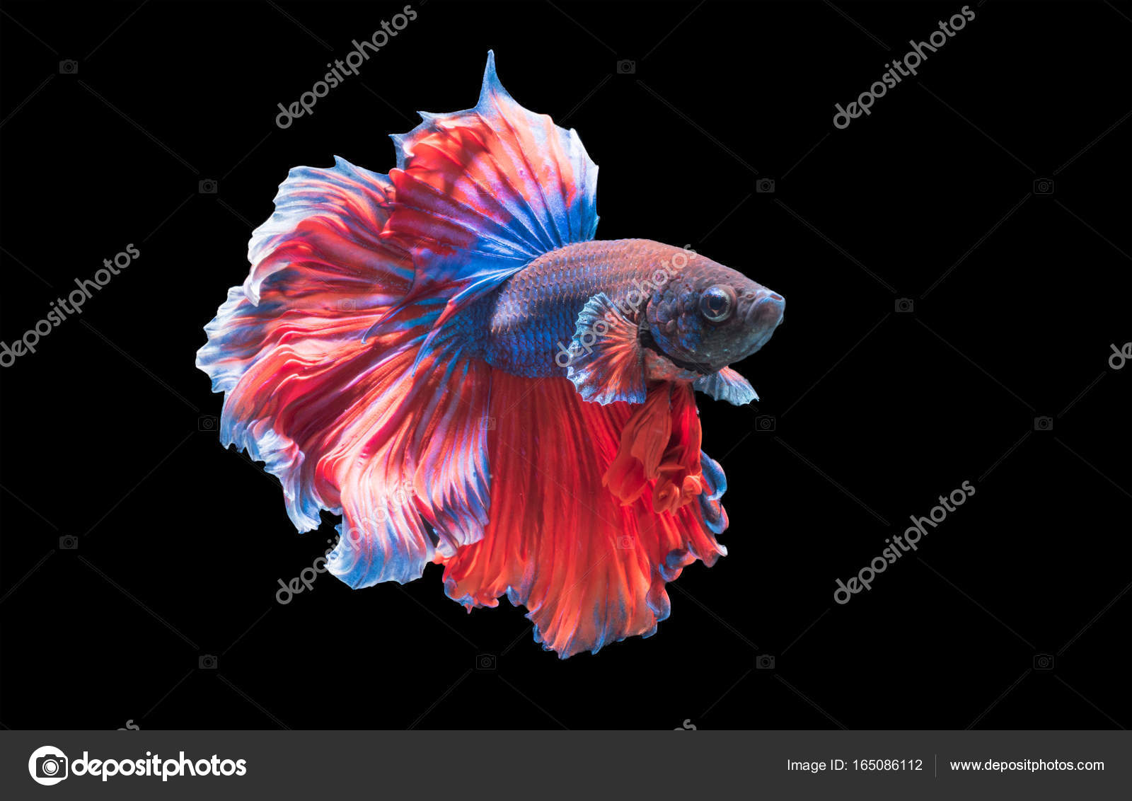 Betta Splendens Beau Poisson Combat Isolé Photographie