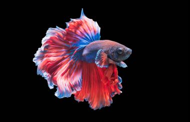 Betta splendens, izole güzel Siyam Balığı 