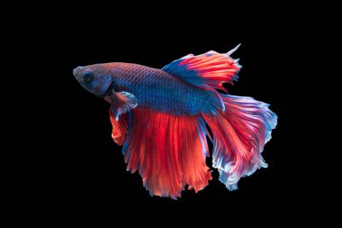 siyah arka plan üzerine izole güzel Siyam Balığı,