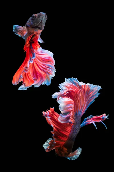 Emoção de belo peixe vermelho combate isolado em preto — Fotografia de Stock