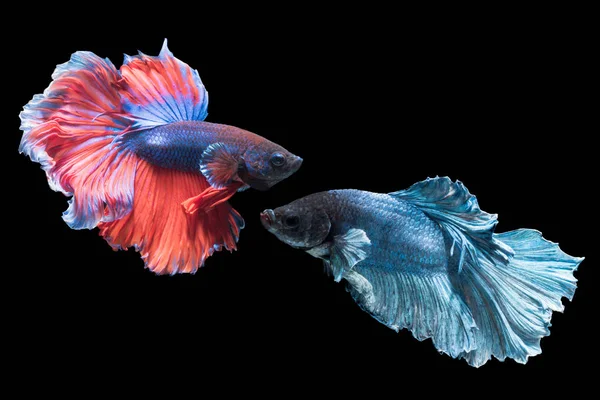 Beautiful red and blue fighting fish isolated — Stock Photo, Image