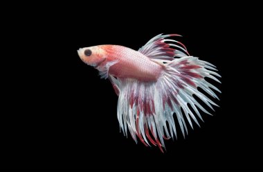 taç kuyrukları üzerinde siyah izole fishs mücadele 