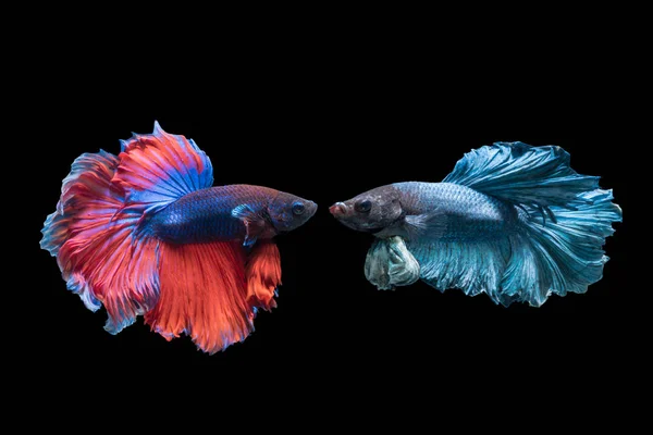 Betta splendens, krásné červené a modré boj ryby — Stock fotografie