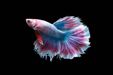 betta splendens siyah izole