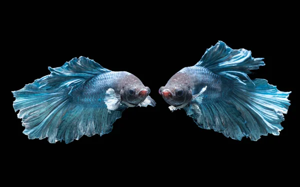 Emozione dei pesci combattenti blu isolati su sfondo nero — Foto Stock