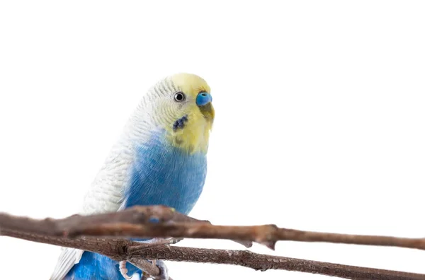 Синій птах Буджари (Melopsittacus undulatus ). — стокове фото