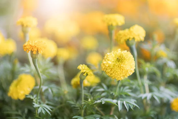 Nahaufnahme schöner Ringelblumen im Garten — Stockfoto