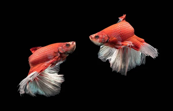 Motion of red with white siamese fighting fish — Stock Photo, Image