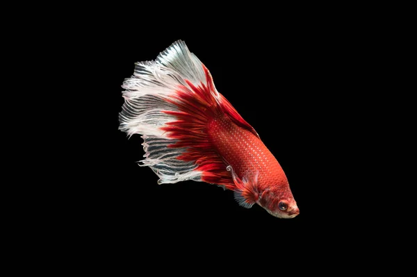 Red with white siamese fighting fish, betta splendens — Stock Photo, Image