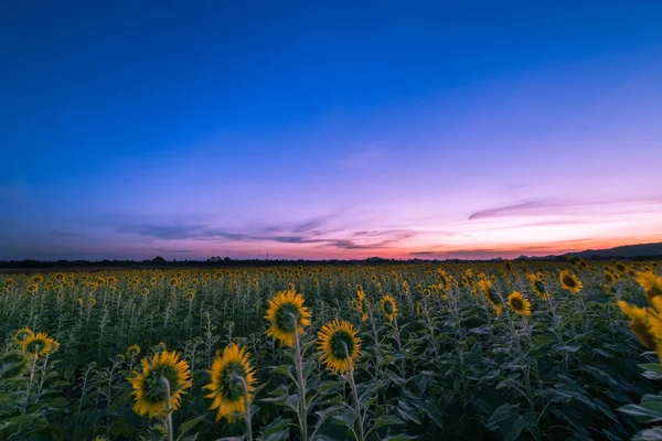 Belos campos de girassol no crepúsculo tempo à noite — Fotografia de Stock