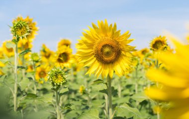 Bulutlu ve mavi gökyüzü ile güzel ayçiçeği alanları