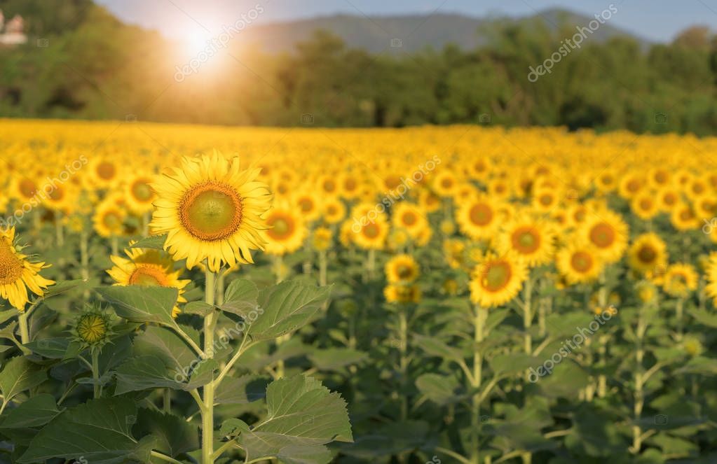 Beautiful sunflower fields with sunrise — Stock Photo