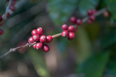 F ağacında olgunlaşma kadar yakın Co ffee fasulye