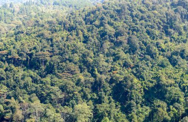 bakış açısı Phu Hin Rong Kla Milli Parkı'nda ormandan 