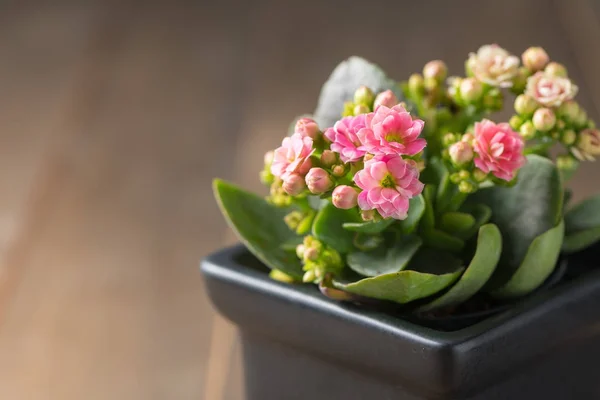 Schöne rosa Kalanchoe Blume in kleinem Topf — Stockfoto
