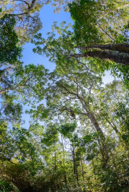 balık gözü lens ile Tayland kuru yaprak döken orman.