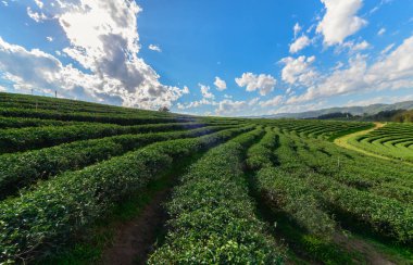 Güzel çay plantasyon beyaz bulut mavi gökyüzü ile 